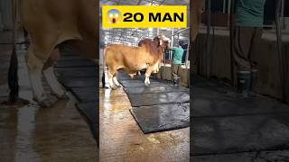 cow videos /cow mandi 2024#bull #animals #shortvideo# Bhoot wala👍👍