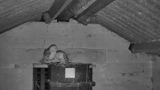 03 01 23 Barn Owl Action  16h33