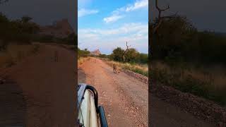 Lionesses on the move #africa #wildlife #nature #kruger #safari #lions #krugersightings