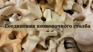 Соединения позвоночного столба (с практикой в конце)