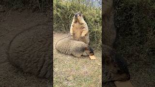 Cute and Beautiful Himalayan Marmots#cutemarmot #cuteanimals #marmot #marmota #cute #animals