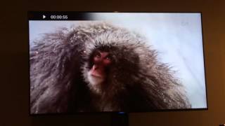 Nat Geo Wild Follow Your Instincts - Hebrew