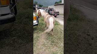 plaza San José bello pony caballo #mercadodeanimales #caballos #plazaganaderas