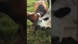 vacas brigando #shorts #agricultura #youtube #plantas #agronomia #youtubeshorts