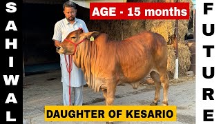 साहीवाल के सबसे अच्छे बच्चे पैदा करने वाला नंदी केसरियो😍Best Sahiwal Bull in India Kesariyo