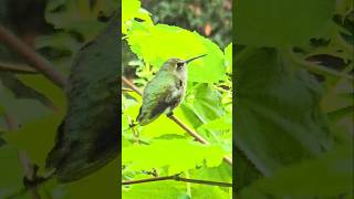 Hummingbird singing #hummingbird #birdsong #wildbirds