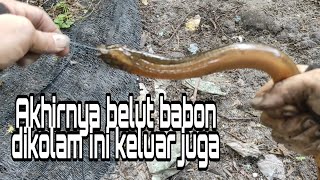 mancing belut dapat babon |mancing belut kolam |langsung di gulai masakan padang ||gulai belut #SF27