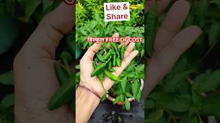 Grow chillies | गमले में उगाएं ढेरों मिर्ची #shorts