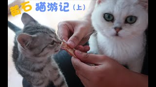 一起出发！暂别家里的猫咪，带你们去黄石撸猫！