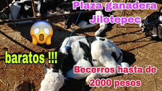 PLAZA ganadera JILOTEPEC Edomex / becerros baratos / todos los viernes