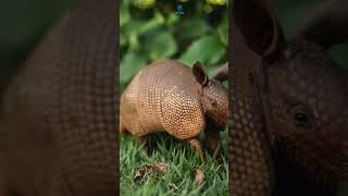 आर्मडीलो (Armadillo) #armadillo #amazingfacts #wildlife #natureshorts #nature #fact #naturelovers