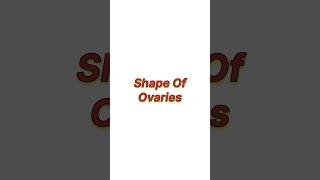 Shape of ovaries