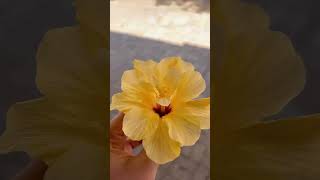 Yellow jasud in Kenya 🇰🇪#flowers #viralreels #youtubechannel #minivlogs #viralshorts