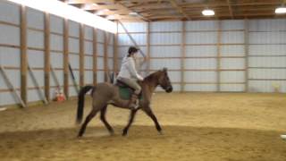 Sunny - short canter right, fast trotting