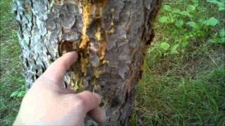 Old Man's Beard Tree Moss Fire Tinder by MUDD CREEK