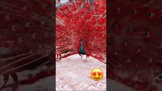 Sawan me 😻#sawanspecial #peacock #words #forest #loveyourself #lovestatus #viral #reels #trending