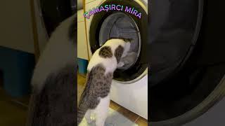 ÇAMAŞIRCI KEDİ MİRA