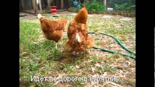 Курица снесла яйцо находу/ chicken laying egg in grass