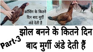 Anda dene wali murgi ki pehchan part-3||झोल बनने के बाद मुर्गी अंडे कब देती है🥚🤫by @RKpigeonplanet