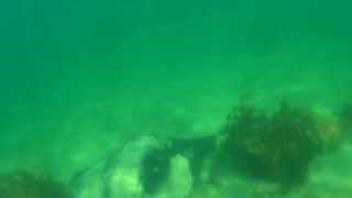 Freedive Taroona-Stingrays-SONY ACTION CAM