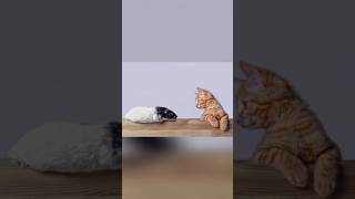 Cats & Mice.#shorts#youtube shorts