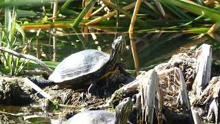 Water turtle 🐢 😍 Birdwatching Arizona Sonoran Desert 🏜.  bird Watching AZ 👀 #wildlife #turtle