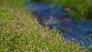 Успокаивающие пение птиц и нежное журчание ручья/Soothing birdsong and the gentle murmur of a stream