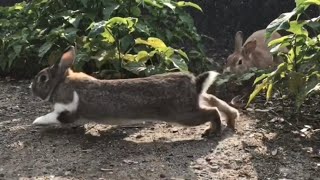 The moment when the rabbit runs away as fast as it can