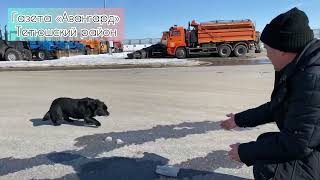 До слез: встреча собаки с хозяином после разлуки. @ГазетаАвангард-д1х