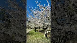 Cherry Blossom Season🌸 #newjersey  #cherryblossom #cherryblossomseason