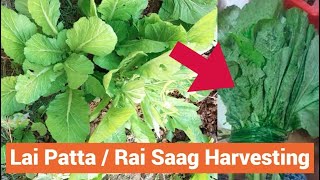 Mustard Greens Lai Patta - Rai Saag Harvesting - lai patta grow at home