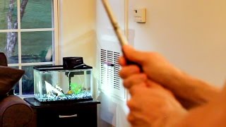 Golf Ball Into Fish Tank?!?