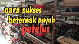 CARA SUKSES DALAM BETERNAK PUYUH