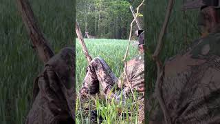 Deer at 5 yds!! Curious deer during Turkey Season - Subscribe  #deer #turkeyseason #hunting