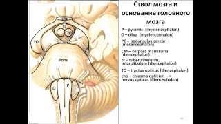 Basis cerebri