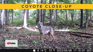 AWESOME Up-Close Coyote Captures | Trail Cam Videos