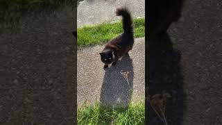 Are brown black cats rare?...#shorts #cat #black #pet #home #owner #brown