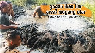 GOGOH IKAN LIAR  DI KANAL YANG TIDAK KERING SELAMA 4 TAHUN