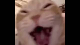 Cat Laughing Meme template #memes