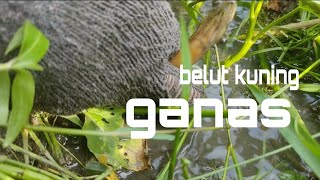 Mancing belut kuning plus bonus lele dumbo besar|Fishing for eels here gets a big catfish bonus#SF33