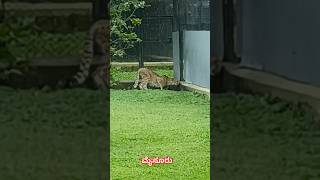 #Mysuru zoo #trending #zoology #Karnataka #babyanimal #travel