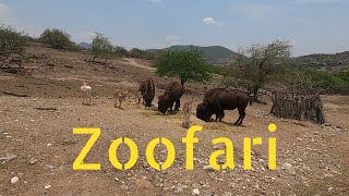 Zoofari 🦒🦁🐪🐅| Un centro de conservación ubicado entre Morelos y Guerrero. #México #BBVLOG