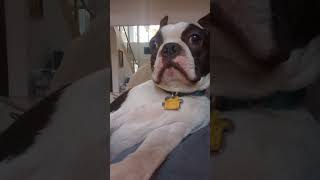 My Boston Terrier's thoughts on humans! #love #georgecarlin #bostonterrier  #viral #video #shorts