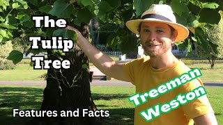 TulipTree Identification (Liriodendron tulipifera) Features and Facts