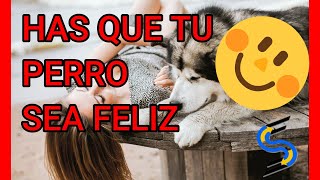 😊 MASAJES PARA PERROS -👍7 TIPS PARA UN MASAJE RELAJANTE Y PLACENTERO.