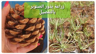 زراعة بذور الصنوبر بالتفصيل من بذرة لعمر شهر ونصف.نجاح أكيد👌Pine germination A to Z