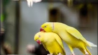 Yellow Ring Necked Parakeet Taking Parrot #trendingshorts #viral #viralyoutubevideos #parrot