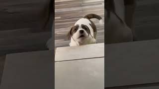 cute puppy video pyara kuta ka bachha |#love#dog#animals#baby#heart#youtube#shorts