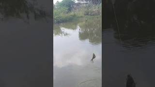 Chapa 🧜‍♀️ Fish #subscribe #trending #viral #ytshorts #cute #funny #comedy #fishing