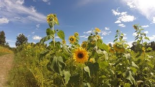 SUNFLOWER MAZE, NJ